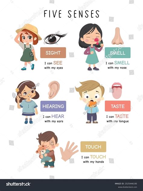 senses educational poster cartoon illustrations stock vector