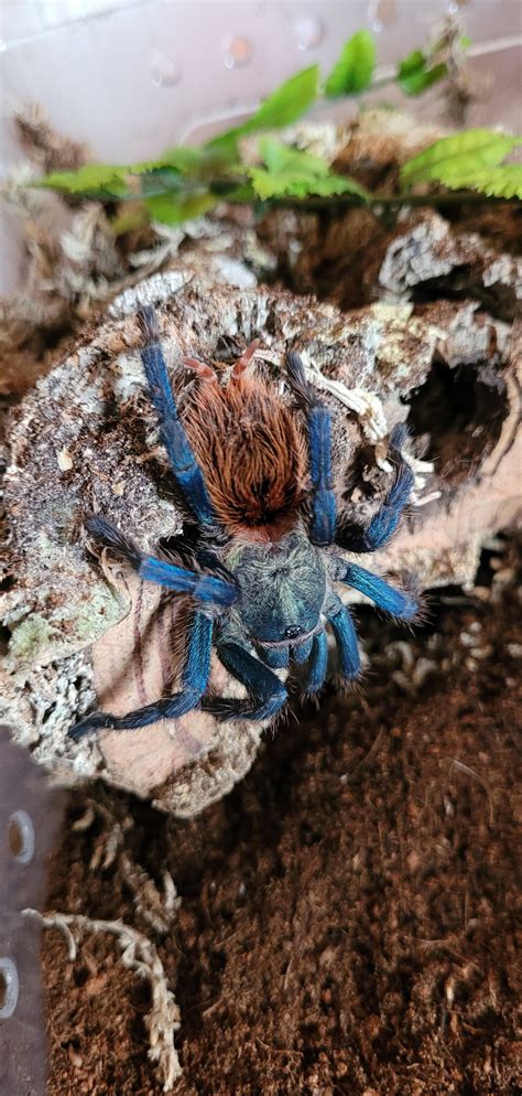 how to tarantula shaking at home 2