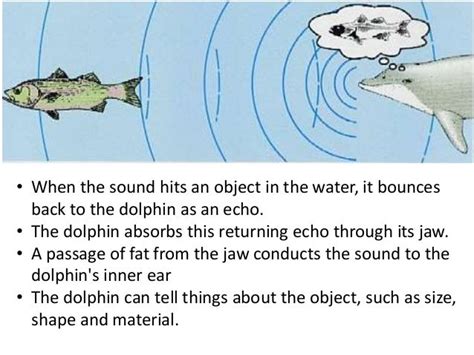 Echolocation