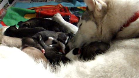 Newborn Siberian Husky Puppies Day 1 Youtube