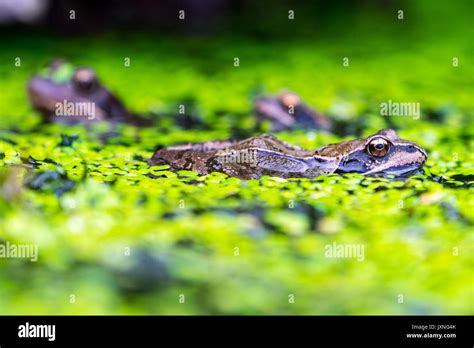 Common Frogs in a British garden pond Stock Photo - Alamy