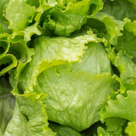 Most Popular Lettuce