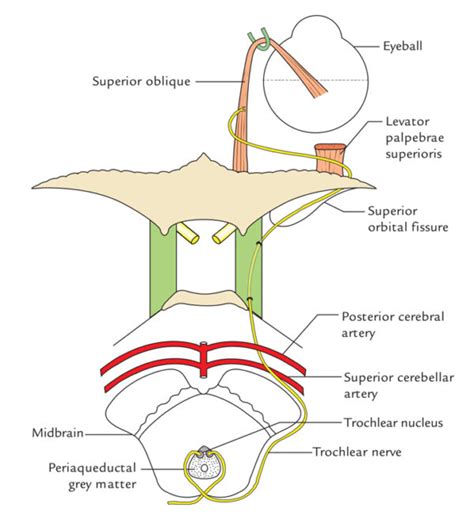 Trochlear Nerve Earths Lab