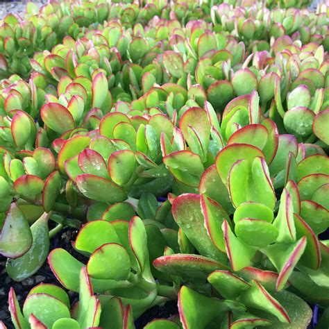 Crassula Ovata For Sale - Home Documents