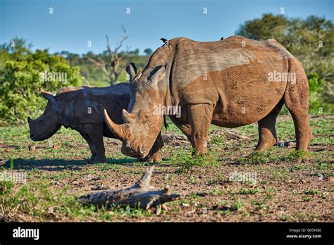 Rhinoc Ros Blanc Du Sud Avec Les Jeunes Ceratotherium Simum Hluhluwe