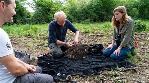 Bundes Wappentier Nach Ausrottung Fliegt Der Seeadler Wieder Bvz At