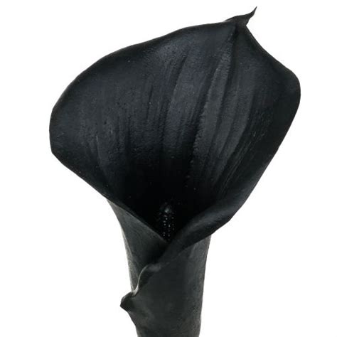 Floristik24.de Deko-Calla Schwarz 75cm