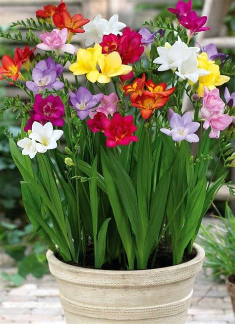 Freesia X Hybrids Freesia Plantinfo