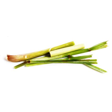 Lemongrass Spice Plant Free Photo On Pixabay Pixabay