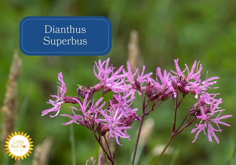 carnation types   grow     care  carnations