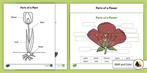 Parts Of A Flower For Kids