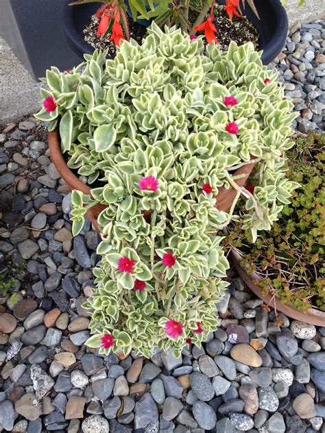 Types Of Ice Plant - Plant Ideas