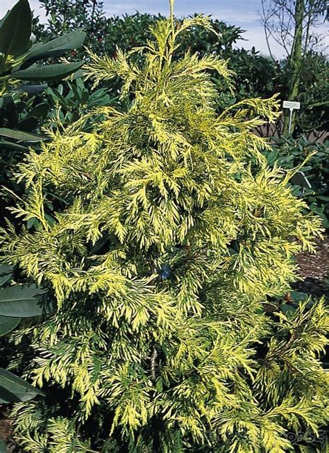 Туя складчатая Зебрина Экстра Гольд (Thuja plicata Zebrina Extra Gold ...