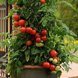 varieties  container planting ne seed