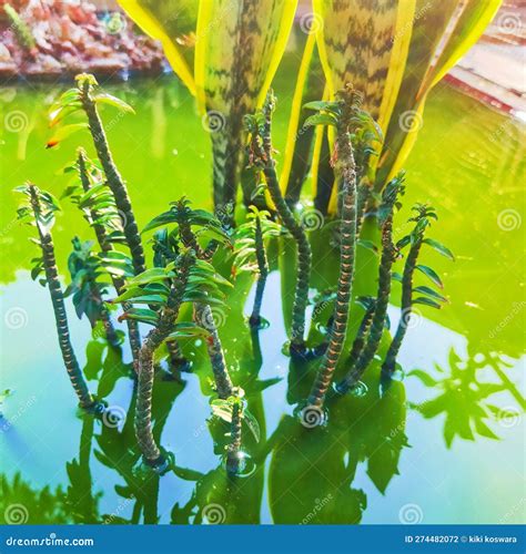 Algae Plant That Grows In A Fish Pond Stock Photo Image Of Nature