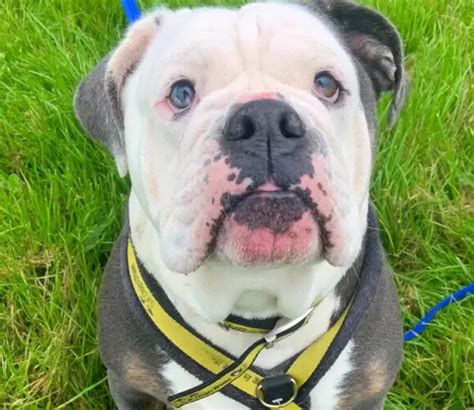 Adorable Pooches At Dogs Trust Loughborough Looking For Homes