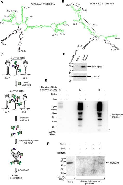 Rna Protein Interaction Analysis Of Sars Cov 2 5 And 3 Untranslated