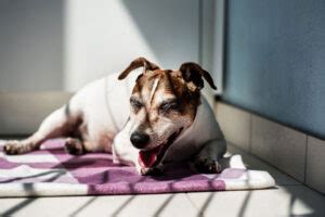 Dog Wheezing When Breathing - Top 8 Causes & Solutions