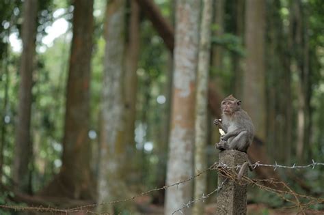 Monyet Di Hutan Mongkey Sangeh Foto Stok Unduh Gambar Sekarang Alam