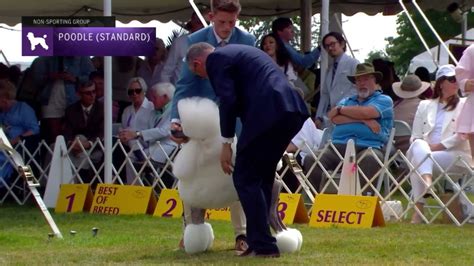 Poodles Standard Breed Judging 2022 Youtube