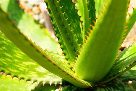 How To Grow The Aloe Humilis The Best Care Tips