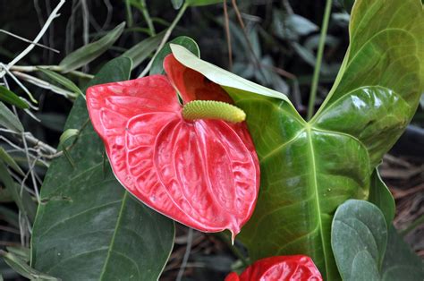 70 Free Garden Of Eden And Eden Images Pixabay