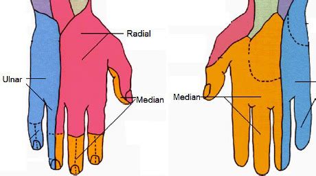 innervations anatomy  flashcards quizlet