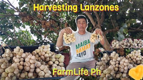 Harvesting Lanzones Farmlife Ph Farm In The Philippines Youtube