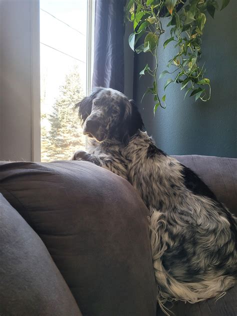 10 month old after neutering and hernia surgery 🥺 : r/EnglishSetter