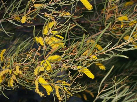 fodder trees feeding livestock