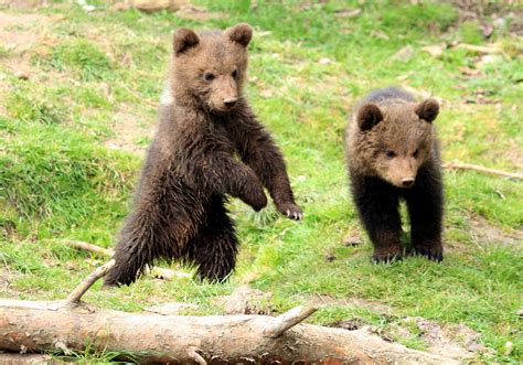seht  foto bild tiere tierkinder saeugetiere bilder auf
