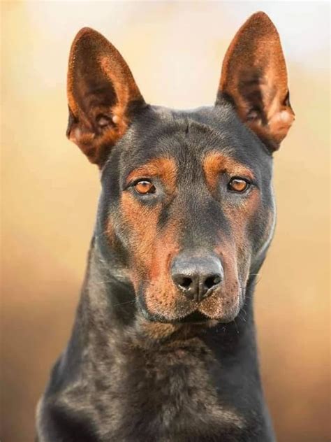 Chinese Red Dog Meet The Protective Laizhou Hong