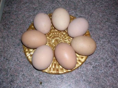 Naked Neck Turken BackYard Chickens