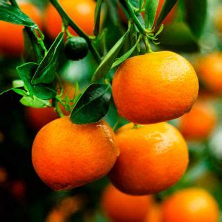 citrus fruit trees jackson perkins