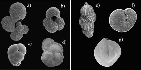 Representative Morphologic Variations Of Planktic And Benthic