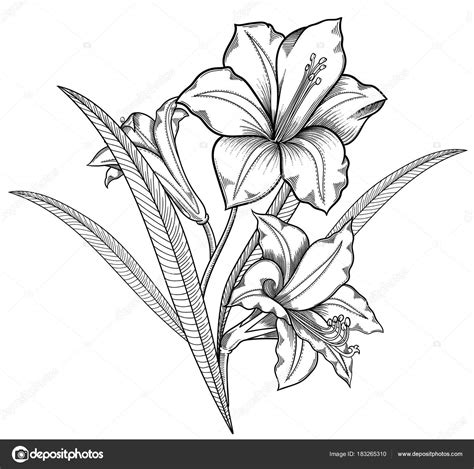 Boceto Floral Ilustraci N Vectorial De Flores Detalle De Flores En