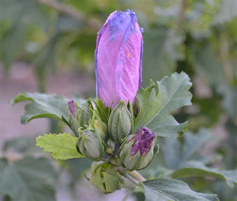 Гибискус сирийский | Купить саженцы гибискуса в питомнике