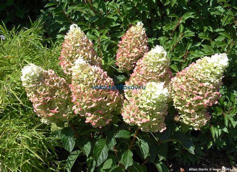 Купить гортензию Сильвер Доллар в интернет-магазине Анны Калугиной ...