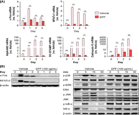 Molecular Mechanism Underlying DFP Modulation Of Osteoclast