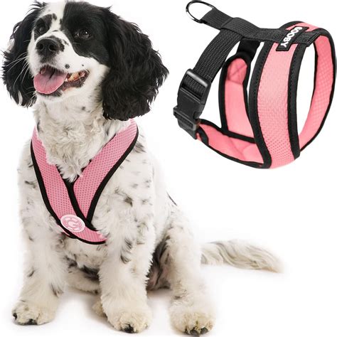 Il Cavalier King Charles Spaniel Origini Standard Salute Scelta Del Cucciolo Riproduzione E Alimentazione 6