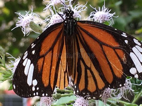 Common Tiger Beautiful Butterfly Stock Photo Image Of Butterfly