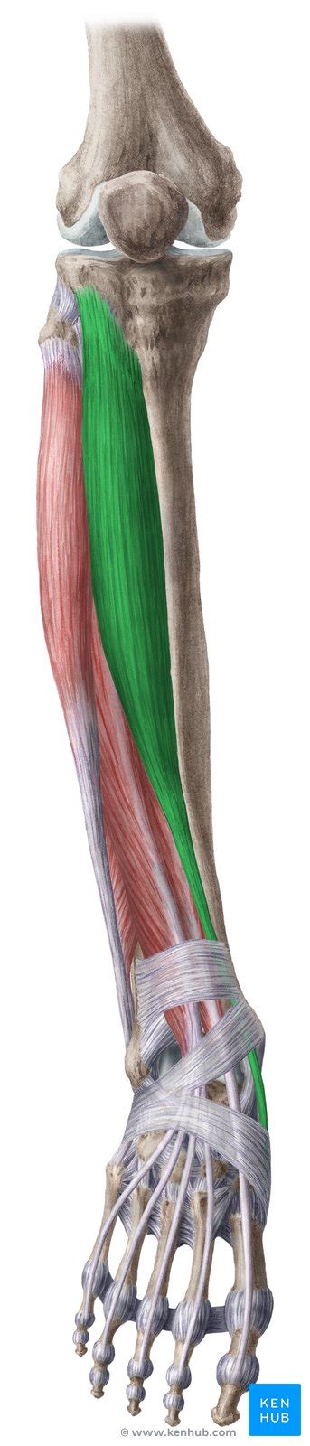 M Sculos Anteriores Da Perna Anatomia E Fun Es Kenhub