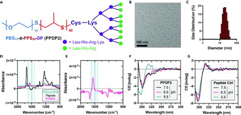 structural characterization  ppdp  schematic illustration