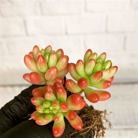 СуккулентОмания on Instagram: “Седум Аврора 🦐 250₽ за весь кустик ...