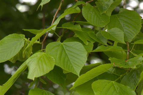 Липа (дерево): описание, виды, посадка и уход, фото