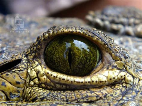 Ojo De Cocodrilo Moreletti En Coatzacoalcos Veracruz M Xico