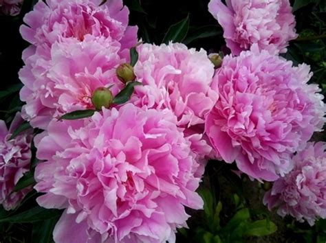 Пион Dr. Alexander Fleming. Петрофлора