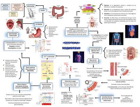 Mapa Conceptual Del Sistema Digestivo