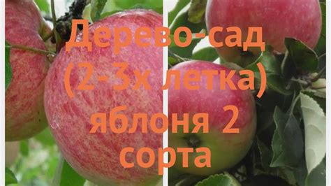 Яблоня обыкновенная Коричное полосатое-Мелба 🌿 обзор: как сажать ...