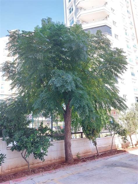 Azadirachta Indica Golden Nails Landscape